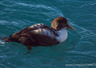 Glacier Lagoon Iceland