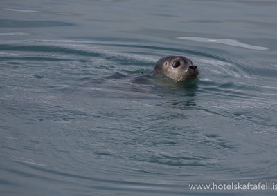Glacier Lagoon Iceland