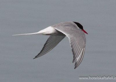 Glacier Lagoon Iceland